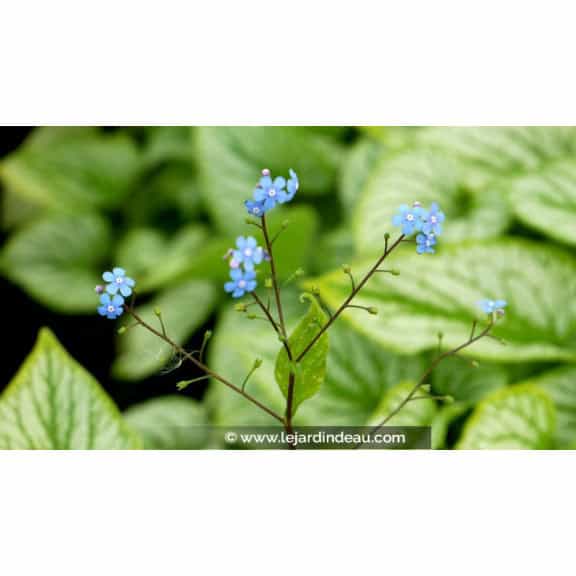 BRUNNERA macrophylla 'Silver Charm'&reg;