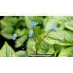 BRUNNERA macrophylla 'Silver Charm'® BRUNNERA macrophylla 'Silver Charm'®