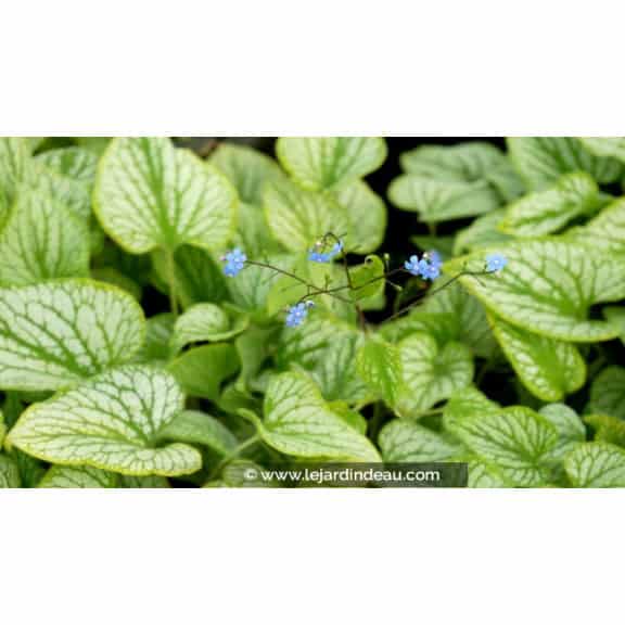 BRUNNERA macrophylla 'Silver Charm'&reg;