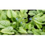 BRUNNERA macrophylla 'Silver Charm'® BRUNNERA macrophylla 'Silver Charm'®