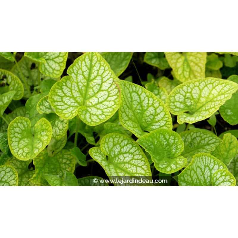 BRUNNERA macrophylla 'Mr Morse'® BRUNNERA macrophylla 'Mr Morse'®