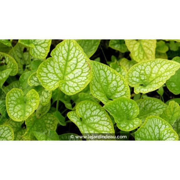 BRUNNERA macrophylla 'Mr Morse'&reg;