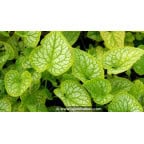 BRUNNERA macrophylla 'Mr Morse'® BRUNNERA macrophylla 'Mr Morse'®