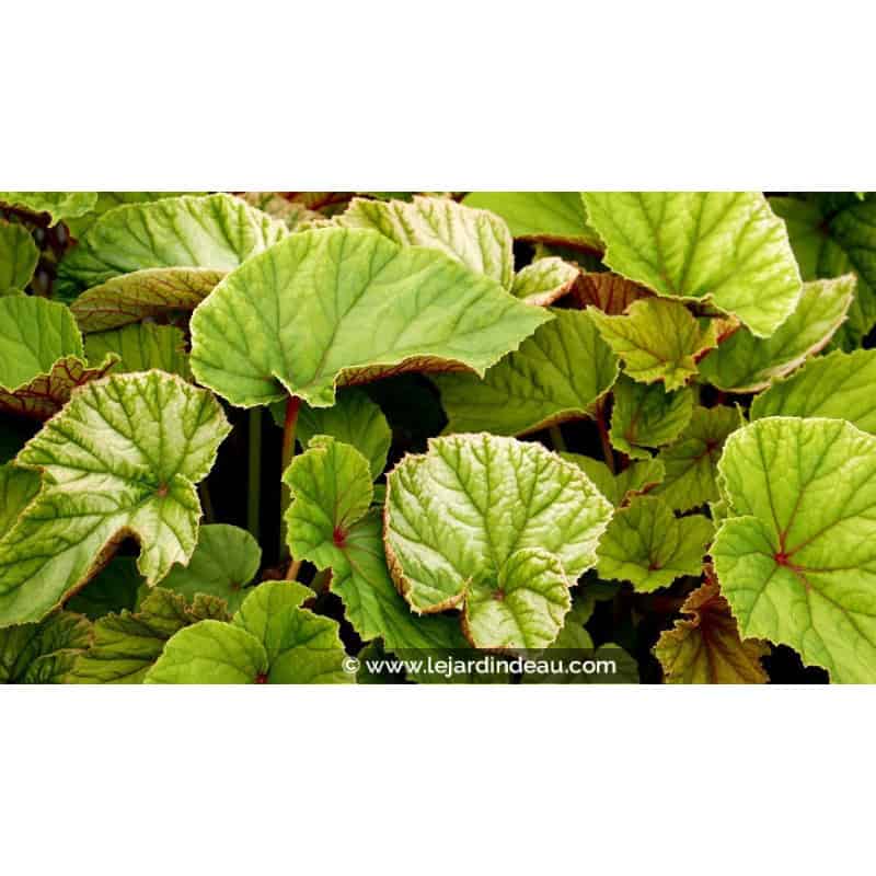 BEGONIA grandis evansiana BEGONIA grandis evansiana