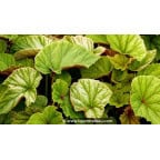 BEGONIA grandis evansiana BEGONIA grandis evansiana