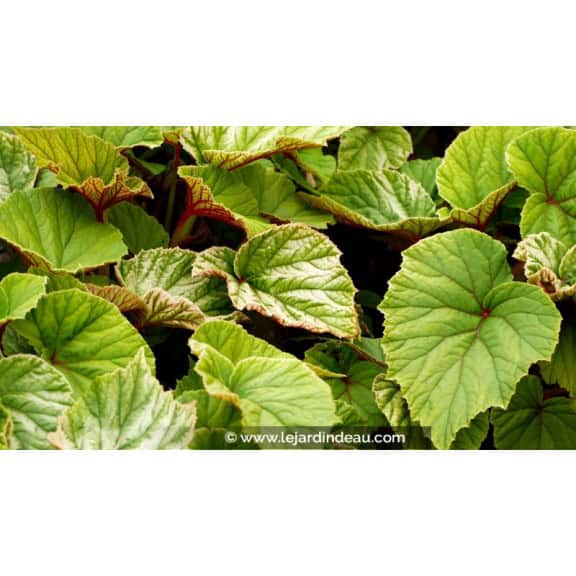 BEGONIA grandis evansiana