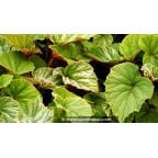 BEGONIA grandis evansiana BEGONIA grandis evansiana