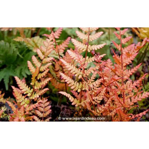 DRYOPTERIS erythrosora 'Prolifica'