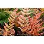 DRYOPTERIS erythrosora 'Prolifica' DRYOPTERIS erythrosora 'Prolifica'