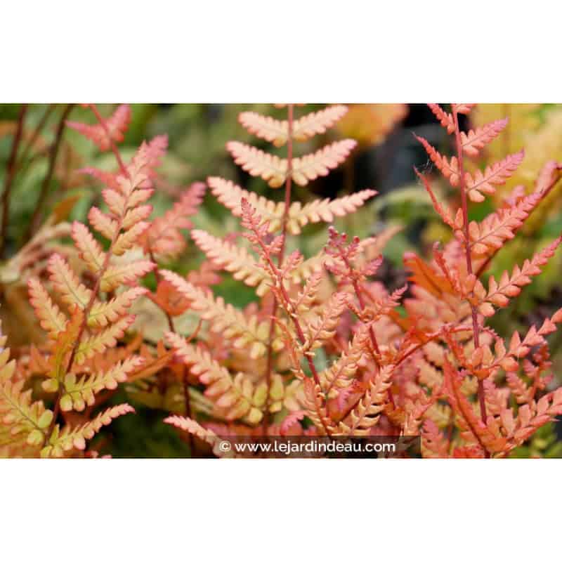 DRYOPTERIS erythrosora 'Prolifica' DRYOPTERIS erythrosora 'Prolifica'