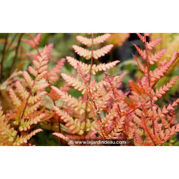 DRYOPTERIS erythrosora 'Prolifica'