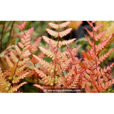 DRYOPTERIS erythrosora \'Prolifica\' - Foug&egrave;re cuivr&eacute;e
