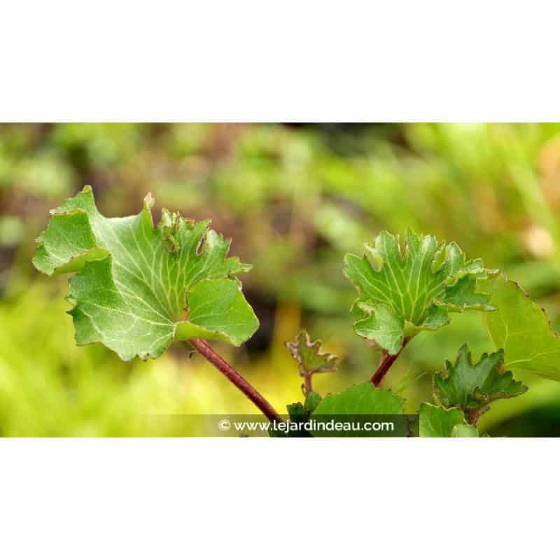 FARFUGIUM japonicum 'Wavy Gravy'® FARFUGIUM japonicum 'Wavy Gravy'®