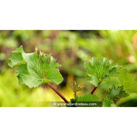 FARFUGIUM japonicum 'Wavy Gravy'&reg;