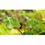 FARFUGIUM japonicum 'Wavy Gravy'® FARFUGIUM japonicum 'Wavy Gravy'®