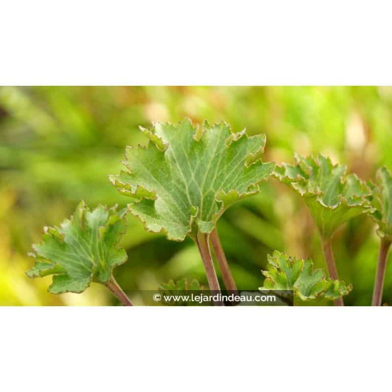FARFUGIUM japonicum 'Wavy Gravy'® FARFUGIUM japonicum 'Wavy Gravy'®