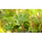 FARFUGIUM japonicum 'Wavy Gravy'® FARFUGIUM japonicum 'Wavy Gravy'®