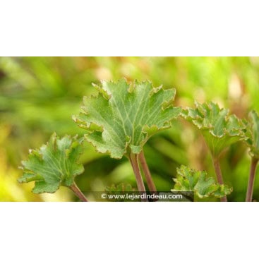 FARFUGIUM japonicum \'Wavy Gravy\' - Plante panthère