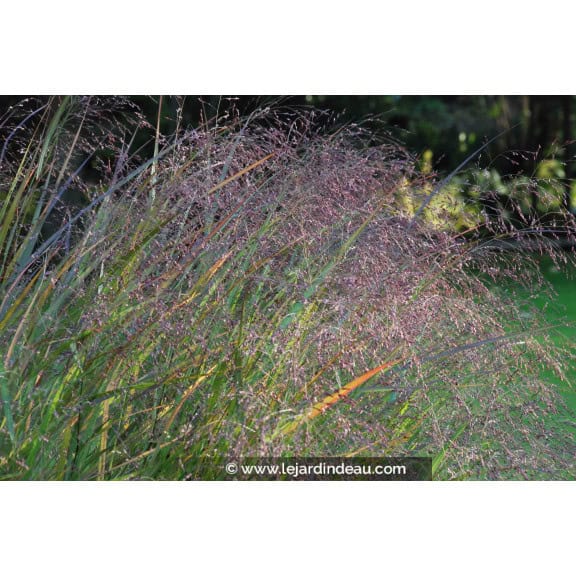 PANICUM virgatum 'Warrior'