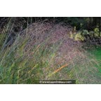 PANICUM virgatum 'Warrior' PANICUM virgatum 'Warrior'