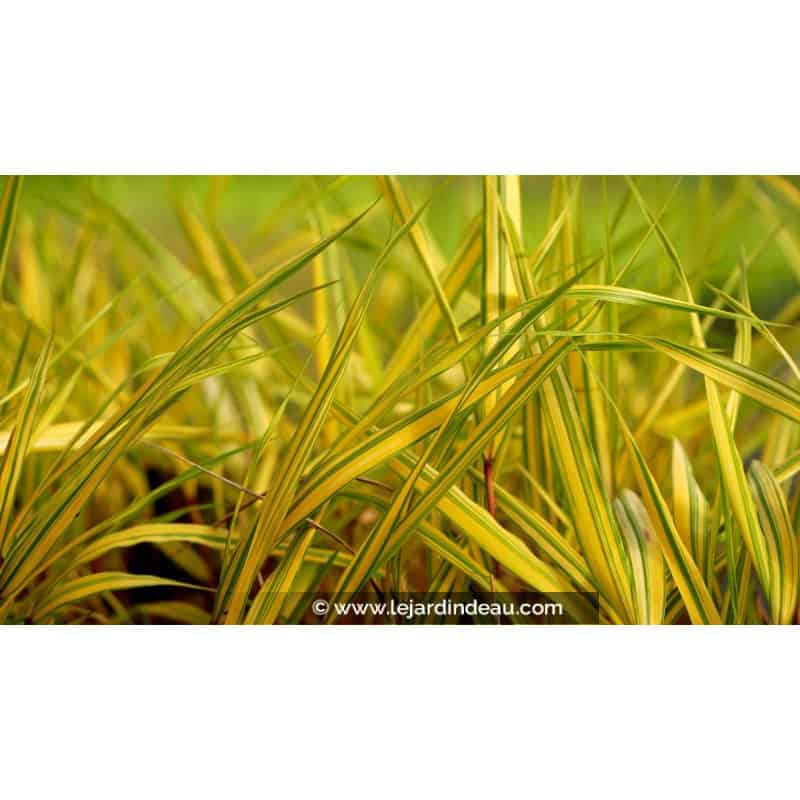 HAKONECHLOA macra 'Naomi'® HAKONECHLOA macra 'Naomi'®