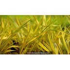 HAKONECHLOA macra 'Naomi'® HAKONECHLOA macra 'Naomi'®