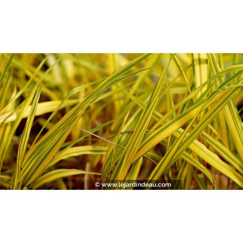 HAKONECHLOA macra 'Naomi'® HAKONECHLOA macra 'Naomi'®
