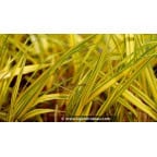 HAKONECHLOA macra 'Naomi'® HAKONECHLOA macra 'Naomi'®