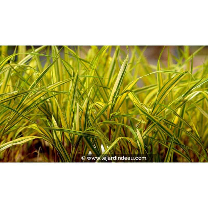 HAKONECHLOA macra 'Naomi'® HAKONECHLOA macra 'Naomi'®