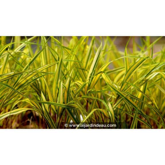 HAKONECHLOA macra 'Naomi'&reg;