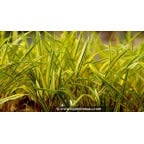 HAKONECHLOA macra 'Naomi'® HAKONECHLOA macra 'Naomi'®