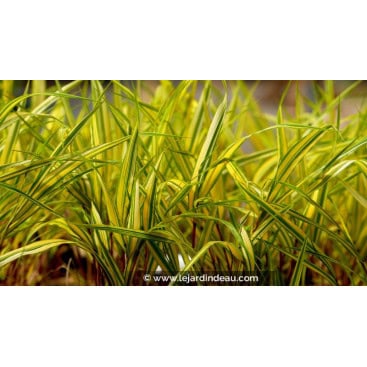 HAKONECHLOA macra \'Naomi\' - Herbe du japon Naomi