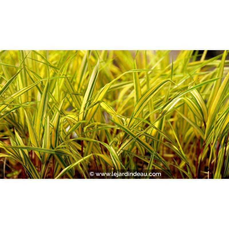 HAKONECHLOA macra 'Naomi'® HAKONECHLOA macra 'Naomi'®