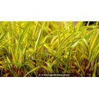 HAKONECHLOA macra 'Naomi'® HAKONECHLOA macra 'Naomi'®