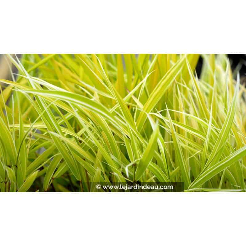 HAKONECHLOA macra 'Stripe It Rich'® HAKONECHLOA macra 'Stripe It Rich'®