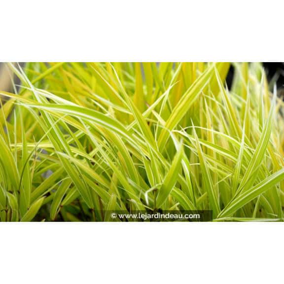 HAKONECHLOA macra 'Stripe It Rich'&reg;