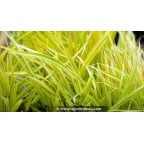 HAKONECHLOA macra 'Stripe It Rich'® HAKONECHLOA macra 'Stripe It Rich'®