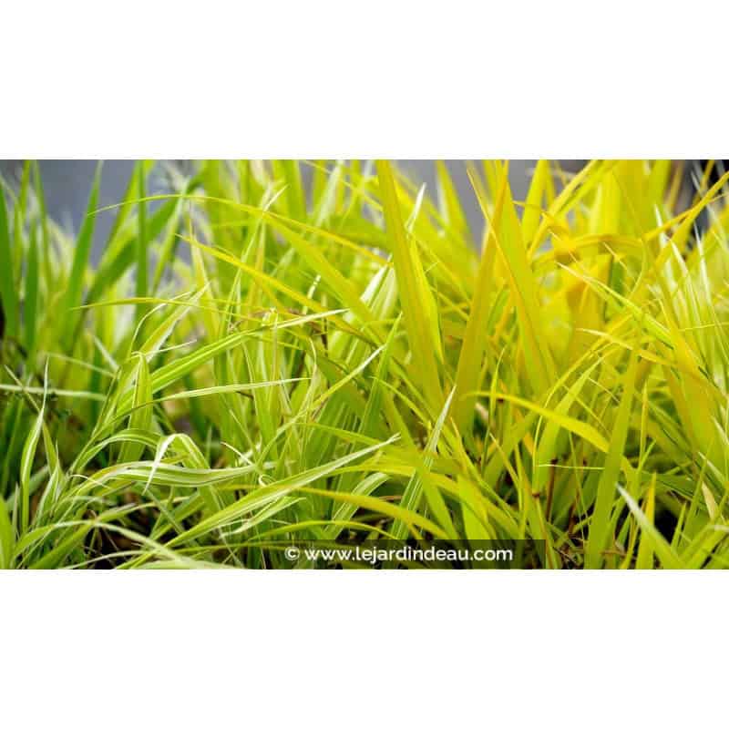 HAKONECHLOA macra 'Stripe It Rich'® HAKONECHLOA macra 'Stripe It Rich'®