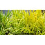 HAKONECHLOA macra 'Stripe It Rich'® HAKONECHLOA macra 'Stripe It Rich'®