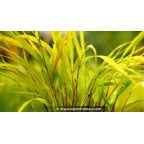 HAKONECHLOA macra 'Sunflare'&reg;