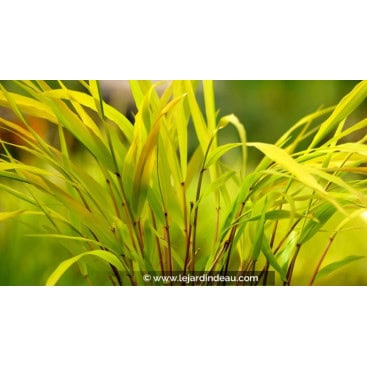 HAKONECHLOA macra \'Sunflare\' - Herbe du japon \'Sunflare\'®