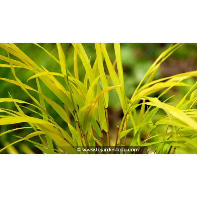 HAKONECHLOA macra 'Sunflare'&reg;
