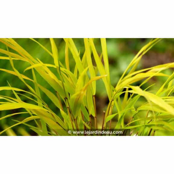 HAKONECHLOA macra 'Sunflare'&reg;