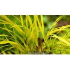 HAKONECHLOA macra 'Sunflare'&reg;