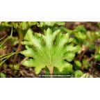 FARFUGIUM japonicum 'Shishi Botan' FARFUGIUM japonicum 'Shishi Botan'