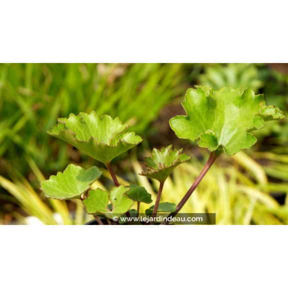 FARFUGIUM japonicum 'Shishi Botan'