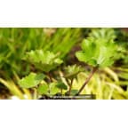 FARFUGIUM japonicum 'Shishi Botan' FARFUGIUM japonicum 'Shishi Botan'