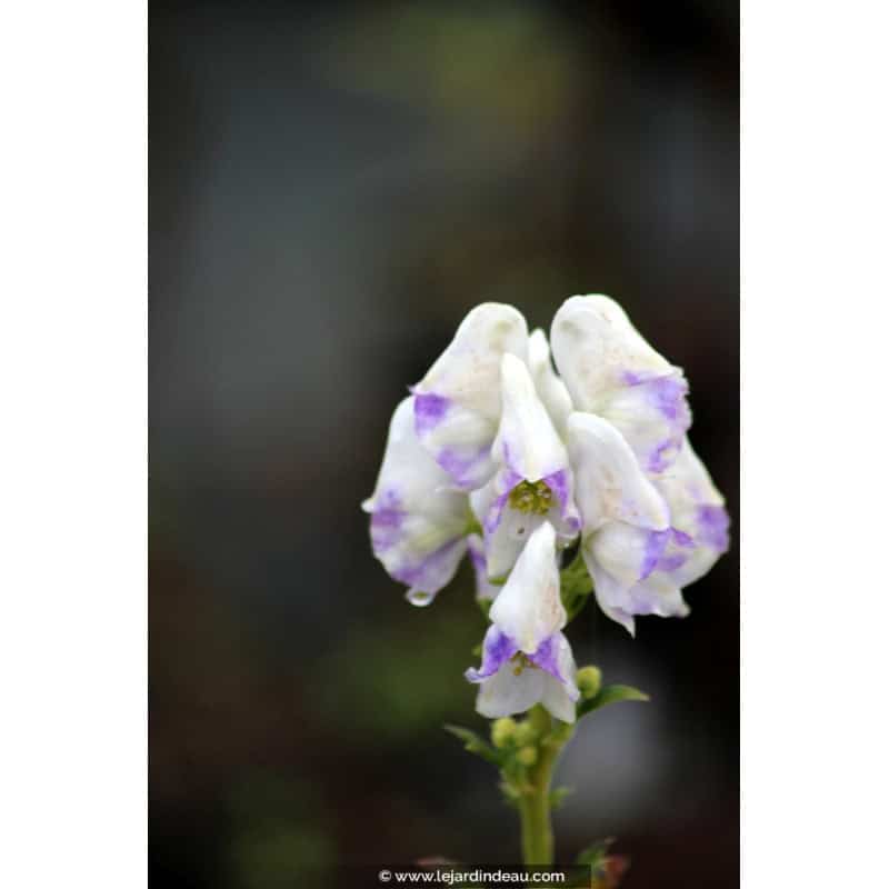 ACONITUM carmichaelii 'Cloudy' ACONITUM carmichaelii 'Cloudy'