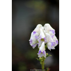 ACONITUM carmichaelii 'Cloudy' ACONITUM carmichaelii 'Cloudy'