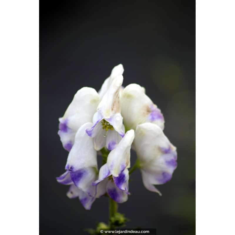 ACONITUM carmichaelii 'Cloudy' ACONITUM carmichaelii 'Cloudy'
